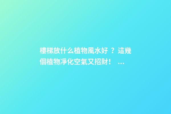 樓梯放什么植物風水好？這幾個植物凈化空氣又招財?。?>
							</a>
						</div>
						<div   id=